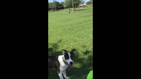 Cassie Meets a Dalmatian and Plays Fetch