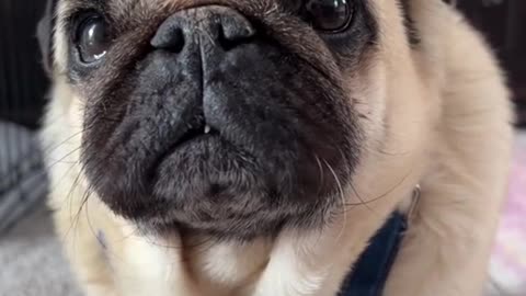 Timmy the Handsome Pug Tries on New Overalls