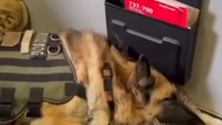 A TERMINALLY ILL SERVICE DOG GETS HONORED