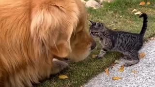 Love Between Dog And Cat