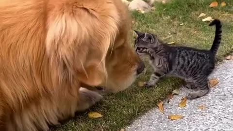 Love Between Dog And Cat