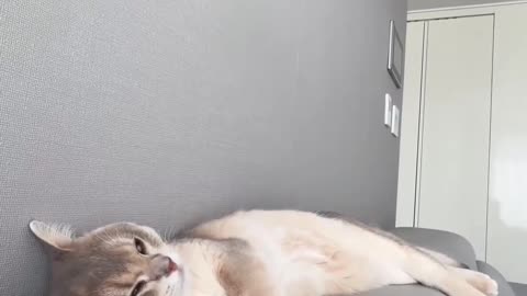 Funny cats video 🤣🤣