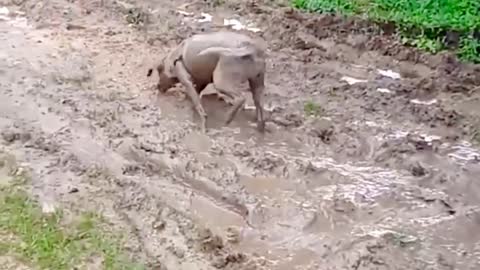 Viola the Dog Play in Mud Looks Like a Pig