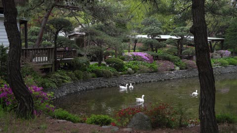 Korean Arboretum