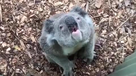 Stupid Koala gets turned on (Funny animals)