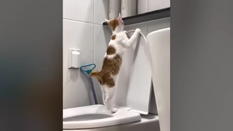 FUNNY AND CUTE CATS VIDEOS😹😹😹