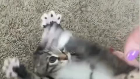 Kitten has no opening for an attack!!!
