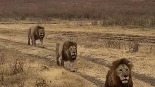 Where are African lions found?