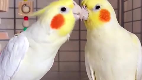 your are my best friend cute parrot