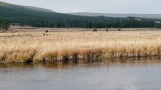 Yellowstone Bison