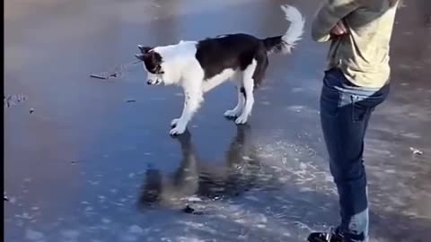 Funny Dog Compilation Video