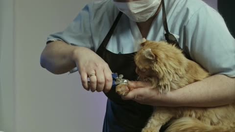 Woman Wearing Face Mask Grooming a Cat