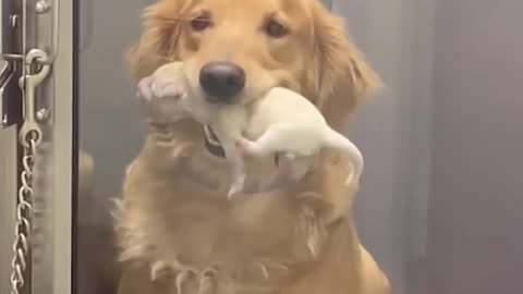 Doggo mum showing off her pup