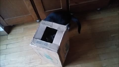 Kittens playing inside the box - Funny