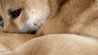 Happy Shiba Inu Smiles for Back Scratches