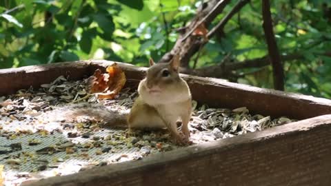 Chipmunk on the bird feeder stand