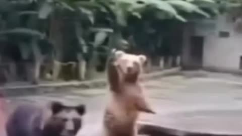 Funny cats and dogs videos try not to laugh