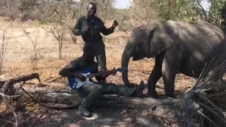 Elephant listening music and dance