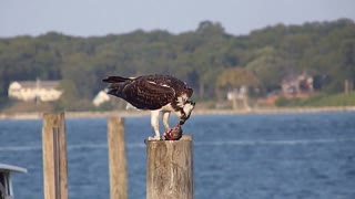 Osprey Feeding on a Fish