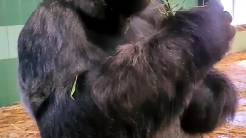 Don't steal food from the silverback! The end though!! #silverback #gorilla #eating #asmr