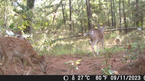 Texas Deer Cam Weekly, 9/10/23