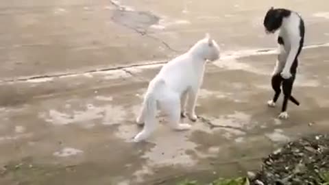 Kung Fu Cat