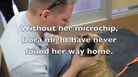 Lost Dog Dora reunited with family after seven months!