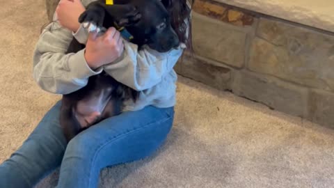 Co-Workers Buy a Great Dane Puppy for Grieving Dog Lover