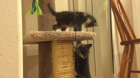Heart-melting: A day in the life of two crazy kittens