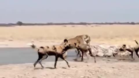 Wild dog attacks lion