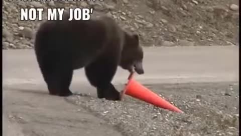 It's not my job. [Bear's Work]