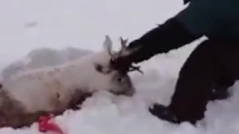 Deer pulled out of the icy swamp