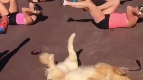 Doggo yoga