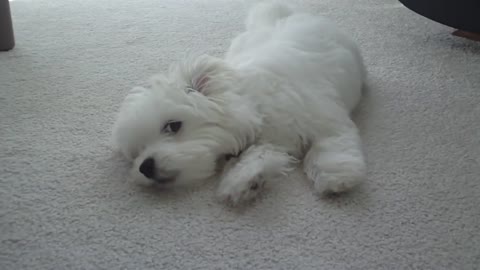 Coton de tulear howling