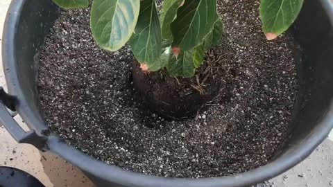 Planting a Sharwill avocado tree in a 40 gallon container for the long term