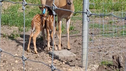 Yearling Does with Triple P