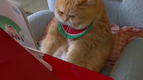 In a bad mood, the piano can't play anymore! #exlittlebeans #funnyvideo #funnycats