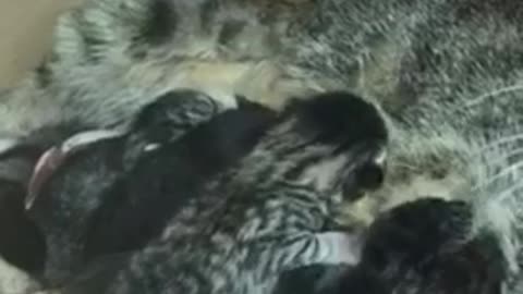Cats mother wanna sleeping 💤