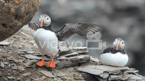 A pair of Atlantic Puffins during a courtship dance on in Krossfjorden on Spitsbergen in the Svalbar