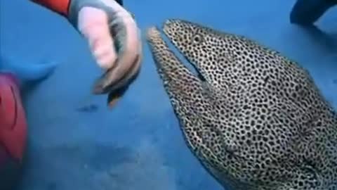 Diver Shares A Magical Bond With Spotted Moray Eel