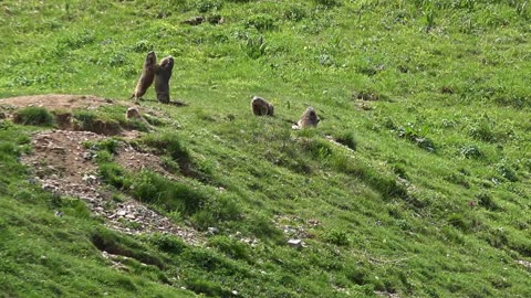 Marmots playing and play fighting with each other.