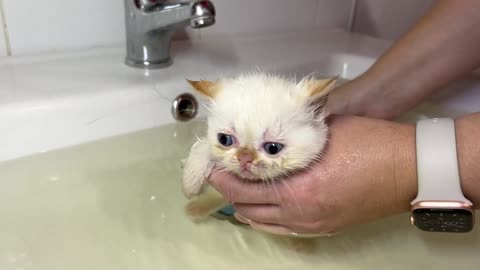 First bath for a dirty little kitten