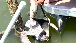 Florida Men Rescue Pelican