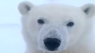 Up-close encounter with a curious Polar Bear