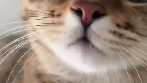 CuteCat Meow Do you Have A Pet