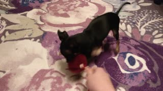 Very Small Dog vs Her New Toy