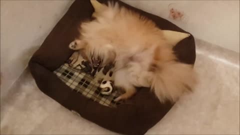 Playful Pomeranian playing with a new ball
