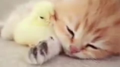 Kitten sleep sweetly with the chicken