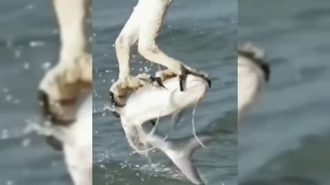 Bird Getting There food in water