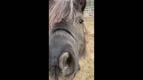 Horse Playing Around
